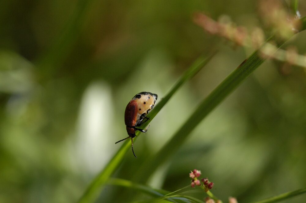 Galeruca rufa (Col., Chrysomelidae) e altro